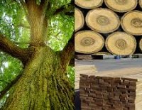 Tìm hiểu gỗ sồi Mỹ, ứng dụng gỗ sồi trong cuộc sống